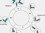 ciclo centrosoma