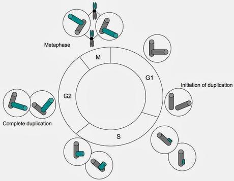 El ciclo del centrosoma 2