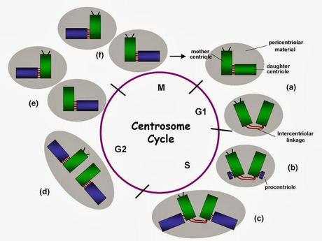 El ciclo del centrosoma 2