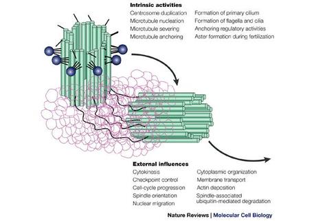 El ciclo del centrosoma 1