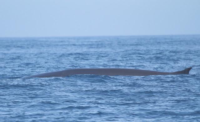 ORCAS EN EL ESTRECHO DE GIBRALTAR, LOS GUARDIANES DE LA ATLANTIDA