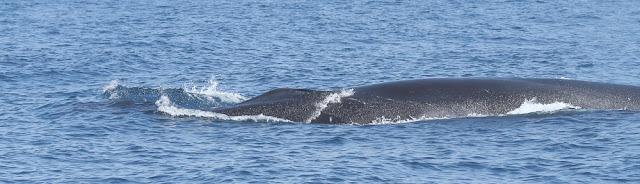 ORCAS EN EL ESTRECHO DE GIBRALTAR, LOS GUARDIANES DE LA ATLANTIDA