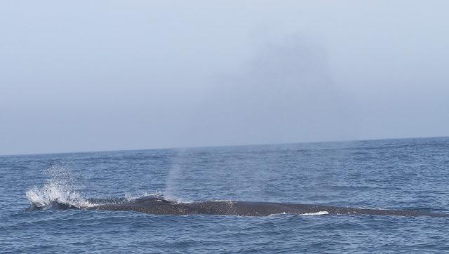 ORCAS EN EL ESTRECHO DE GIBRALTAR, LOS GUARDIANES DE LA ATLANTIDA