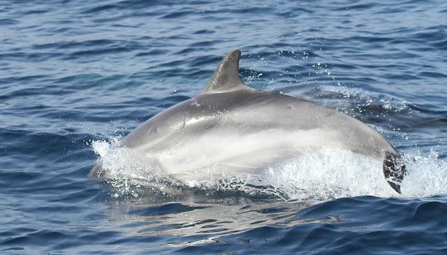 ORCAS EN EL ESTRECHO DE GIBRALTAR, LOS GUARDIANES DE LA ATLANTIDA