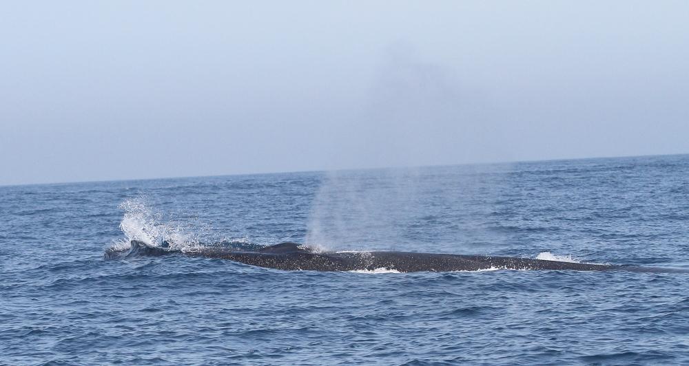 ORCAS EN EL ESTRECHO DE GIBRALTAR, LOS GUARDIANES DE LA ATLANTIDA