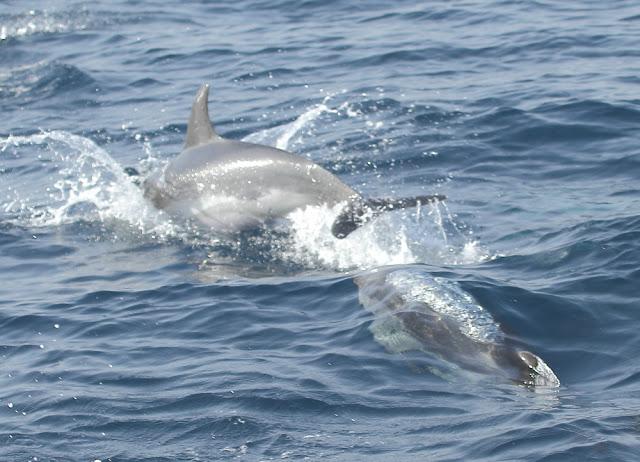 ORCAS EN EL ESTRECHO DE GIBRALTAR, LOS GUARDIANES DE LA ATLANTIDA