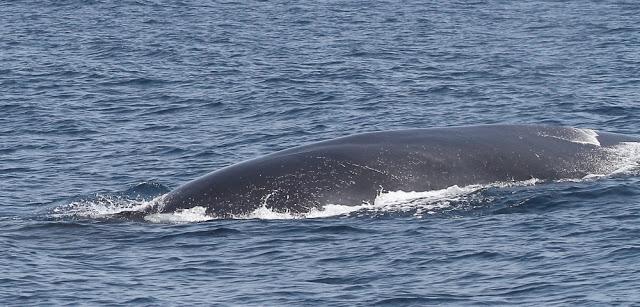 ORCAS EN EL ESTRECHO DE GIBRALTAR, LOS GUARDIANES DE LA ATLANTIDA