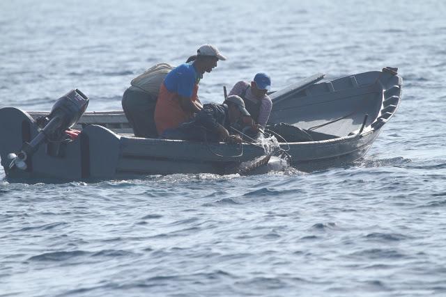 ORCAS EN EL ESTRECHO DE GIBRALTAR, LOS GUARDIANES DE LA ATLANTIDA