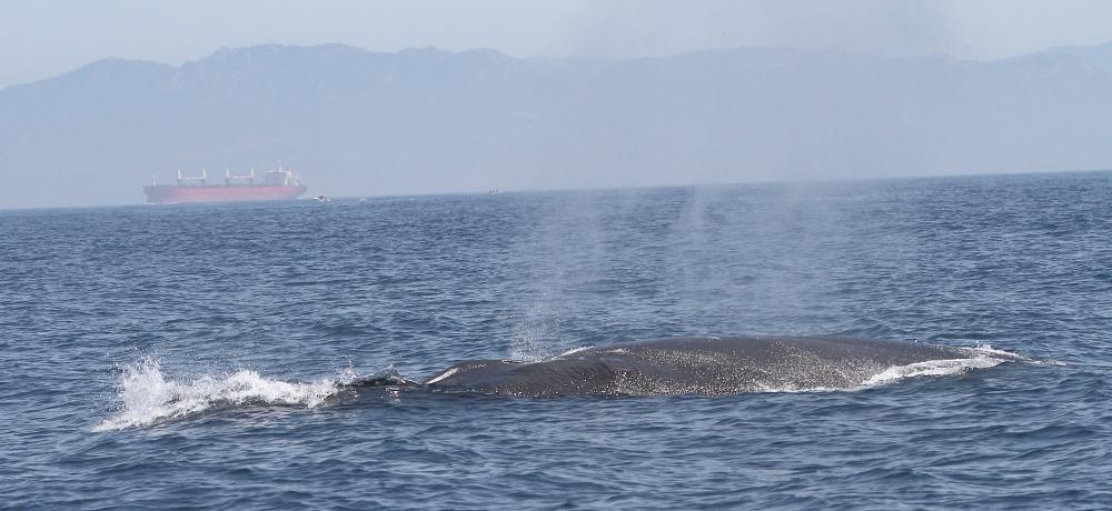 ORCAS EN EL ESTRECHO DE GIBRALTAR, LOS GUARDIANES DE LA ATLANTIDA