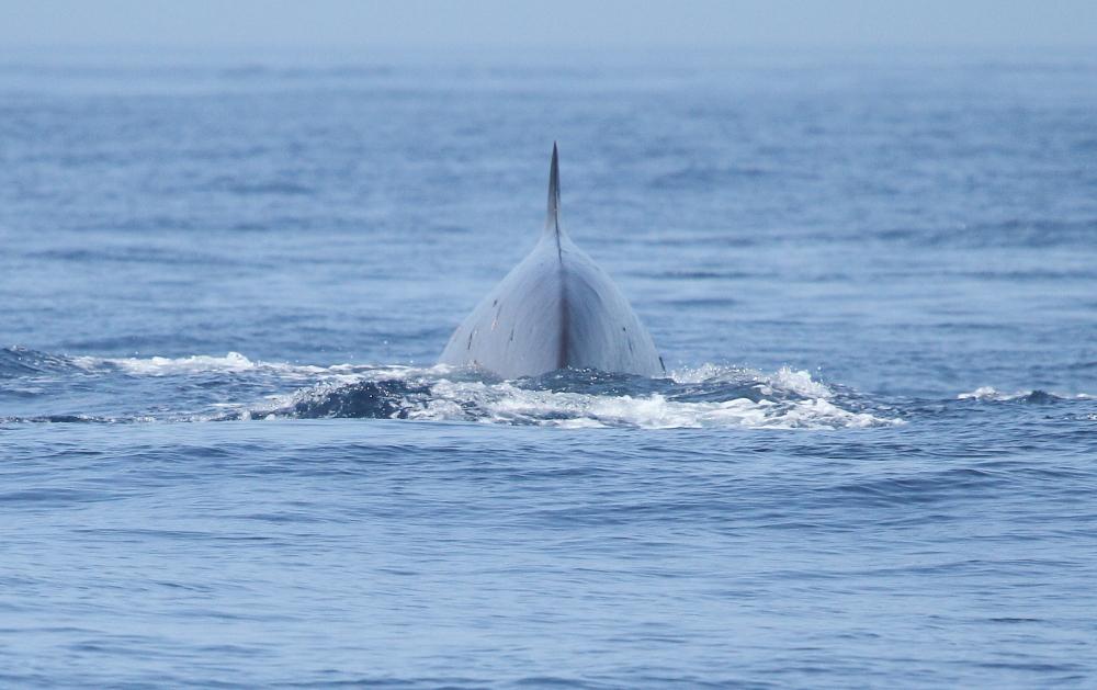 ORCAS EN EL ESTRECHO DE GIBRALTAR, LOS GUARDIANES DE LA ATLANTIDA