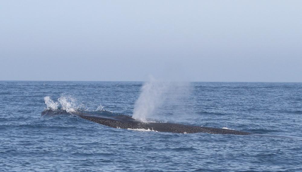 ORCAS EN EL ESTRECHO DE GIBRALTAR, LOS GUARDIANES DE LA ATLANTIDA