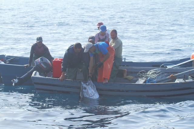 ORCAS EN EL ESTRECHO DE GIBRALTAR, LOS GUARDIANES DE LA ATLANTIDA