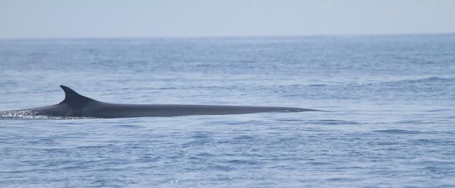 ORCAS EN EL ESTRECHO DE GIBRALTAR, LOS GUARDIANES DE LA ATLANTIDA