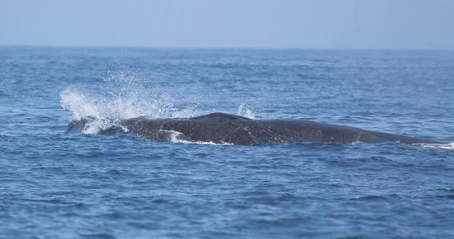 ORCAS EN EL ESTRECHO DE GIBRALTAR, LOS GUARDIANES DE LA ATLANTIDA