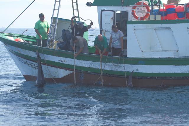 ORCAS EN EL ESTRECHO DE GIBRALTAR, LOS GUARDIANES DE LA ATLANTIDA