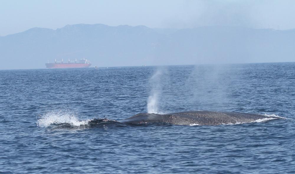 ORCAS EN EL ESTRECHO DE GIBRALTAR, LOS GUARDIANES DE LA ATLANTIDA