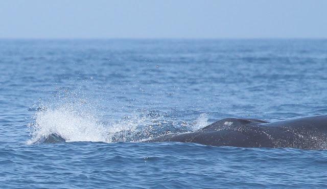 ORCAS EN EL ESTRECHO DE GIBRALTAR, LOS GUARDIANES DE LA ATLANTIDA