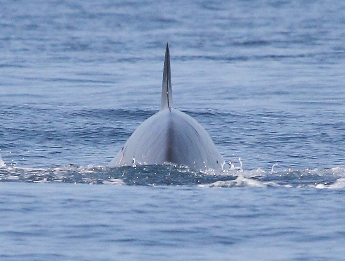 ORCAS EN EL ESTRECHO DE GIBRALTAR, LOS GUARDIANES DE LA ATLANTIDA