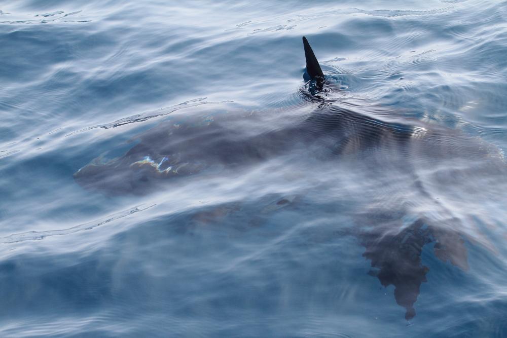 ORCAS EN EL ESTRECHO DE GIBRALTAR, LOS GUARDIANES DE LA ATLANTIDA