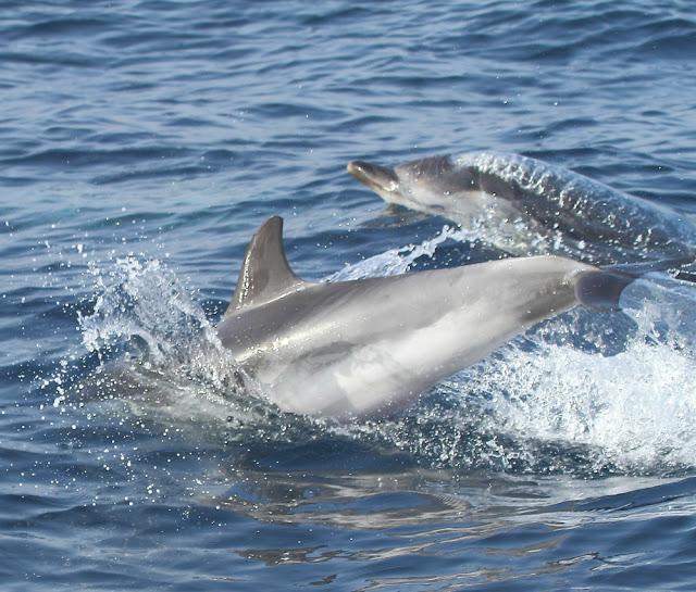 ORCAS EN EL ESTRECHO DE GIBRALTAR, LOS GUARDIANES DE LA ATLANTIDA