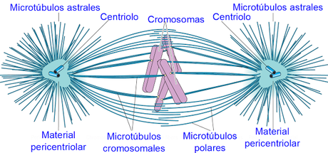 Microtúbulos polares