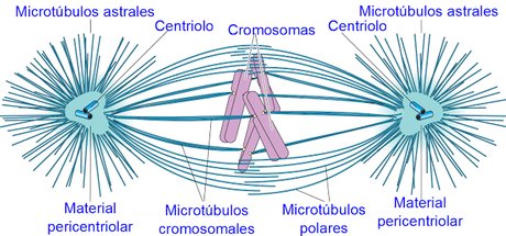 Microtúbulos astrales