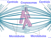 Introducción metafase