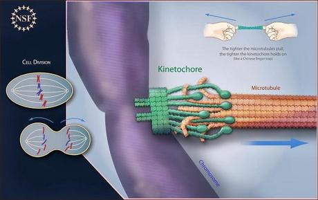 Conexión del huso mitótico con el cinetocoro