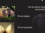 Octubre: Murciélagos MACN (BsAs, Argentina)