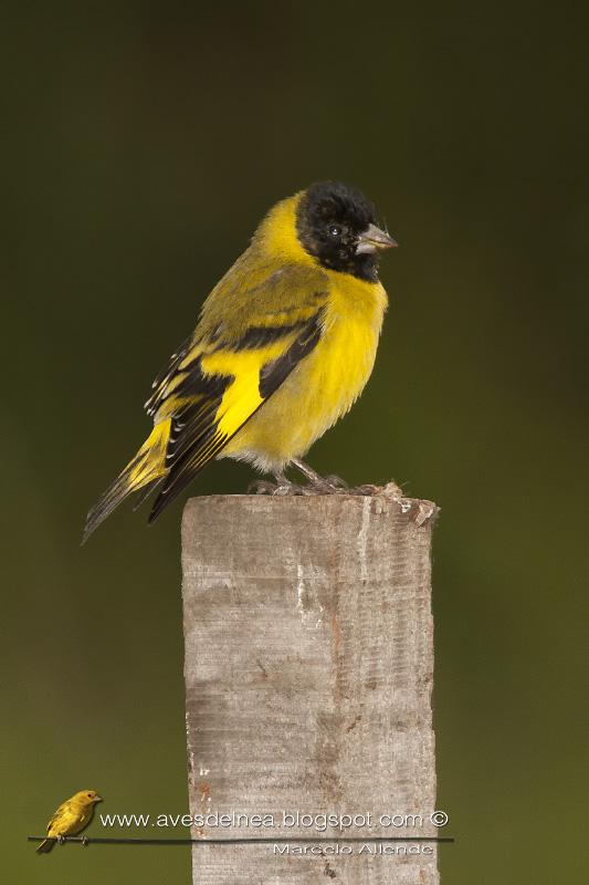Cabecitanegra común (Hooded Siskin) Carduelis magellanica