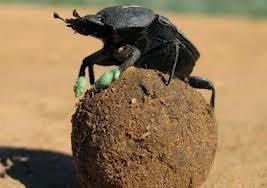 3 Animales que cumplen con las Tres Erres