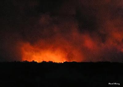 En Asturies los cazadores podrán matar lobos y los ganaderos podrán quemar el monte
