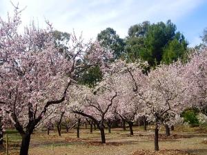 Quinta de los Molinos, Madrid