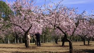 La Quinta de los Molinos, en Madrid