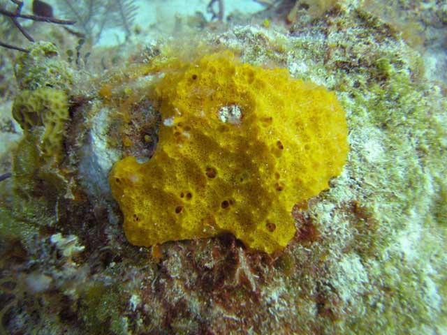 esponja del coral Scopulina ruetzleri