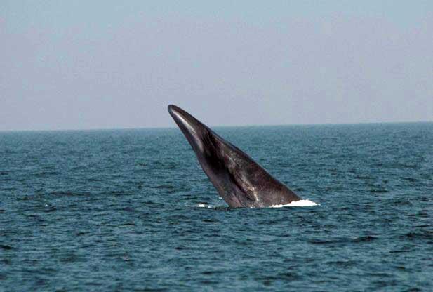 ballena de Bryde (Balaenoptera brydei)