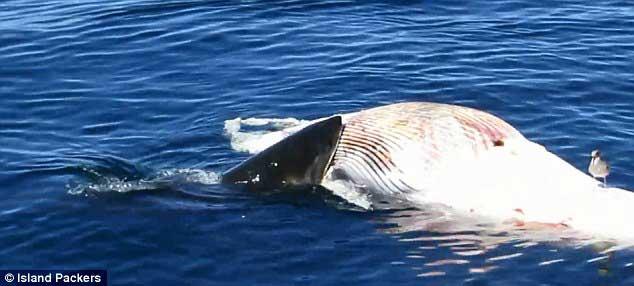 tiburón blanco muerde el cadáver de una ballena