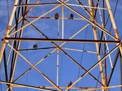 Algo fauna Cootes Paradise, Hamilton,