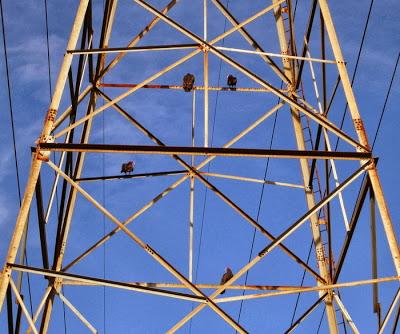 Algo de la fauna en Cootes Paradise, Hamilton, ON