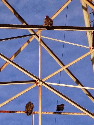 Algo de la fauna en Cootes Paradise, Hamilton, ON