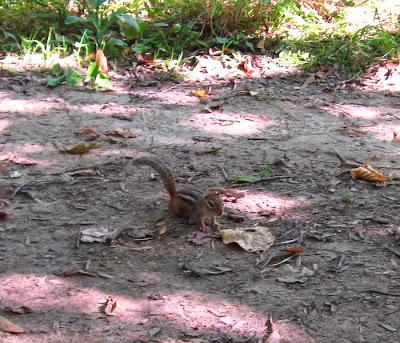 Algo de la fauna en Cootes Paradise, Hamilton, ON
