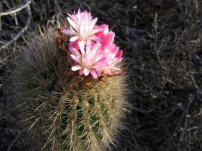 Mochileando por Chile. Día 9: Murales de Valparaiso y Playa de Quintay.