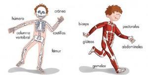 los huesos y los músculos