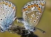 Polyommatus icarus (Rottemburg, 1775) Cópula