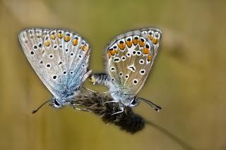 Para ampliar Polyommatus icarus (Rottemburg, 1775) Cópula hacer clic