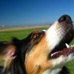 ¿Cómo enseñar a mi perro a ladrar cuando yo quiera? enseñar a mi perro a ladrar