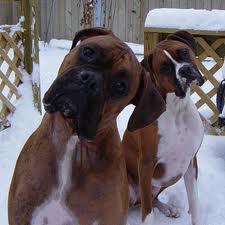 LA DIETA NATURAL PARA PERROS UN EJEMPLO PRÁCTICO