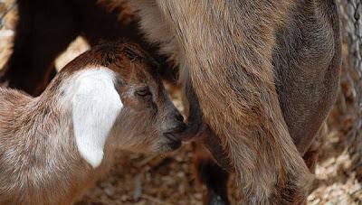 Las cabras y la cría de animales huérfanos