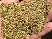 AMARANTO” mejor alimento origen vegetal para consumo humano