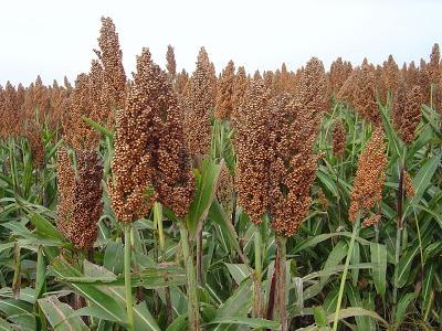 “El AMARANTO” el mejor alimento de origen vegetal para consumo humano !!
